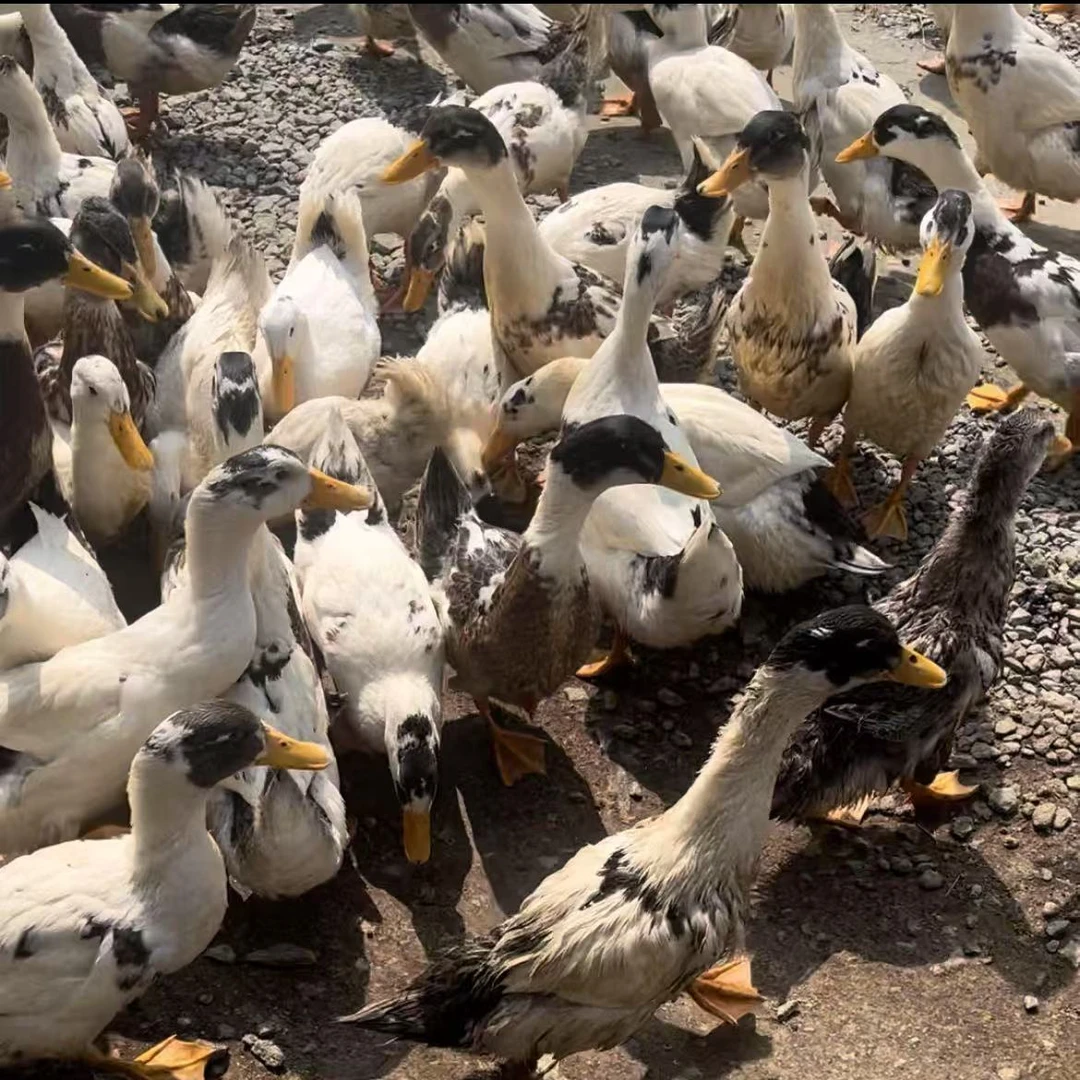 30个土鸡蛋加1只鸭