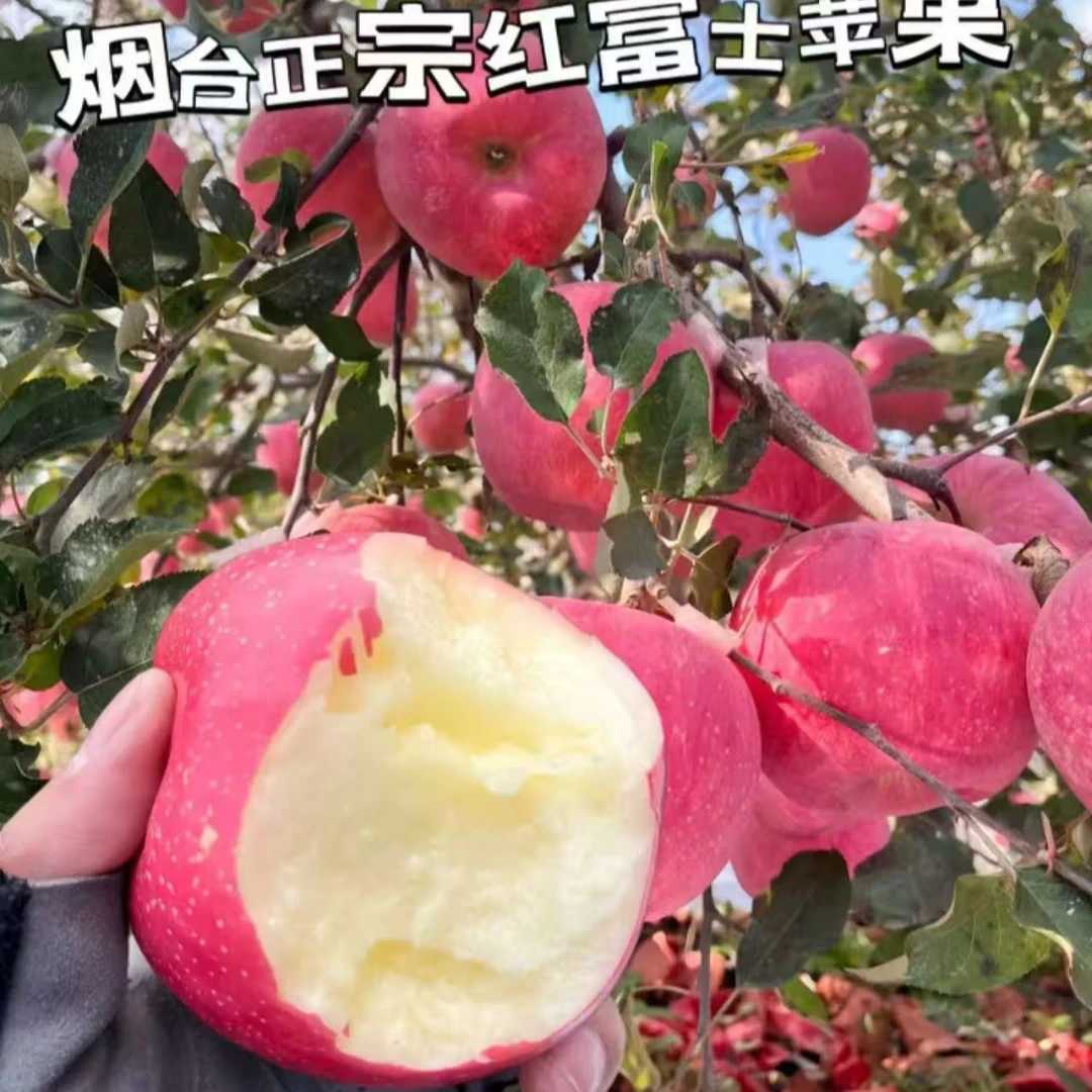 【烟台栖霞苹果】红富士苹果产地直发坏果包赔皮薄肉厚脆甜新鲜苹果