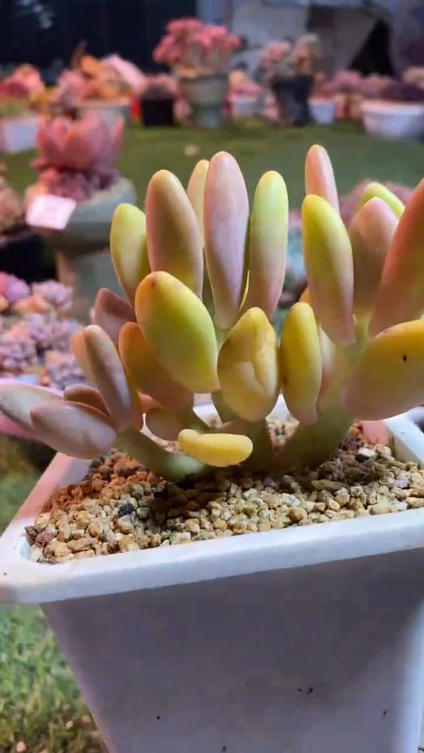 0483《满28包邮发货》