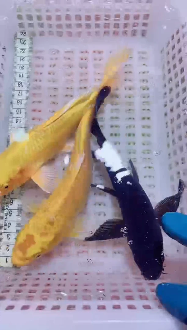 锦鲤血统锦鲤全场包邮98