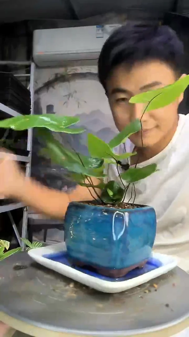 素*中青园艺一物一拍88