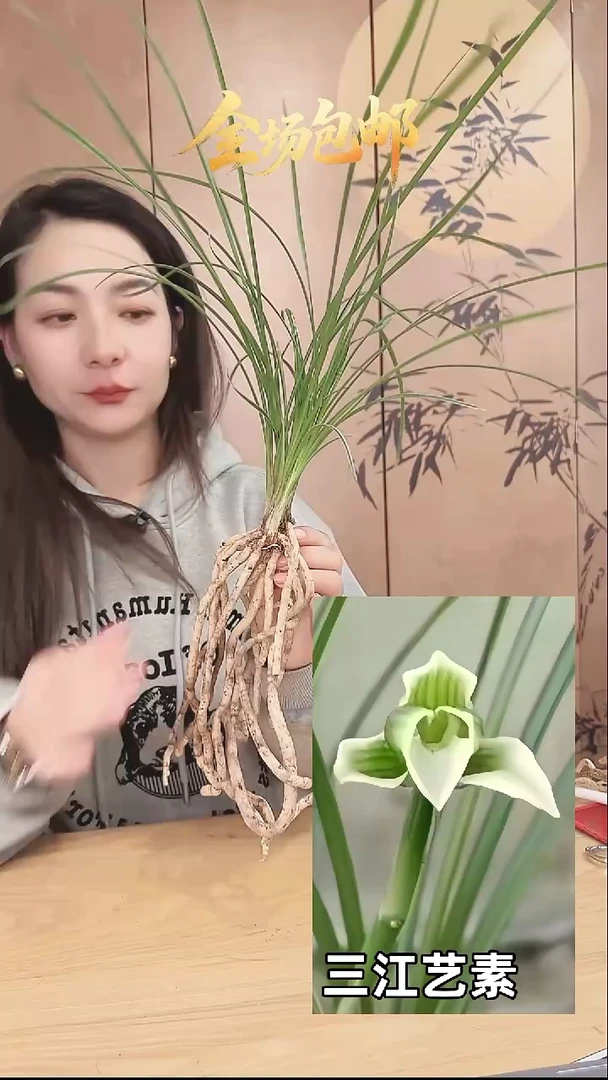 当前无花栽培后可以开花：三江艺素