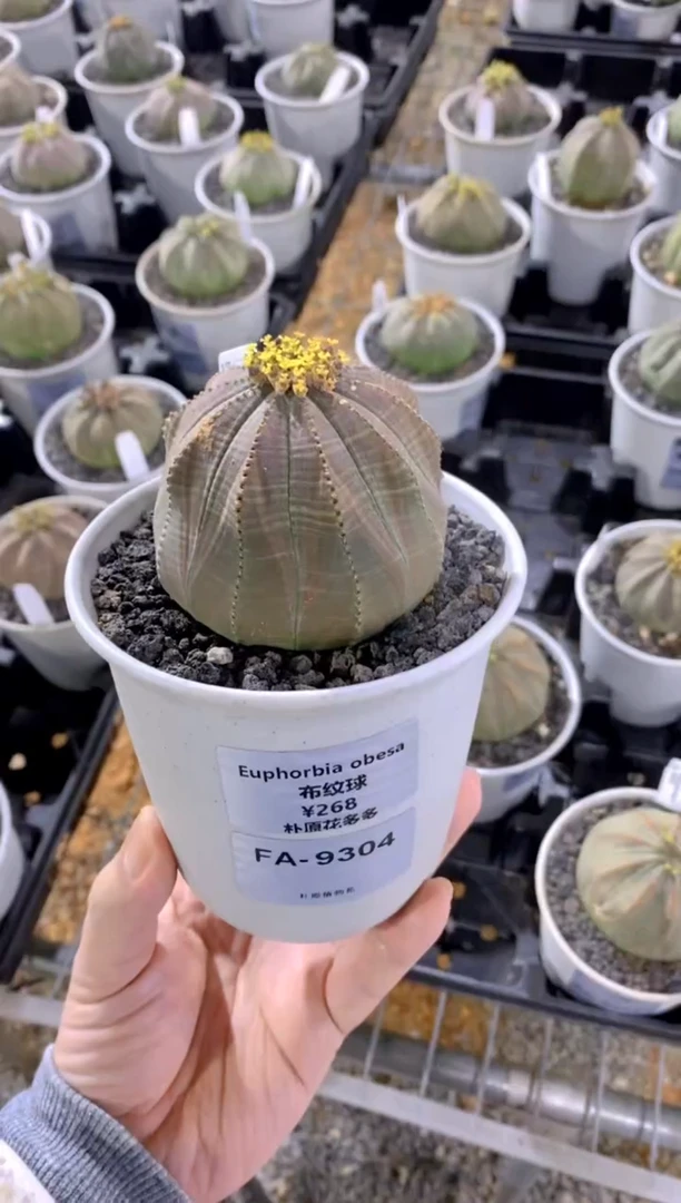 【闪购商品】布纹球FA-9304