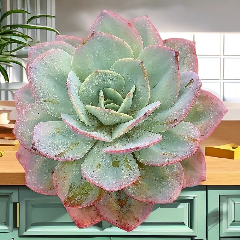 77多肉（血风）直播间展示