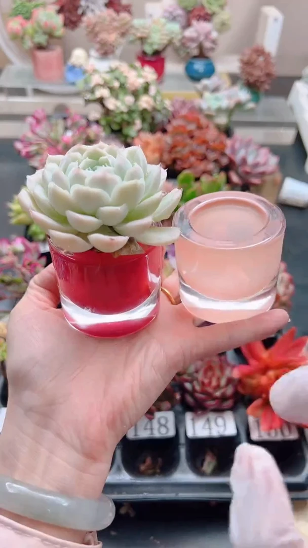 水晶糖果盆一个（不含多肉，颜色随机）
