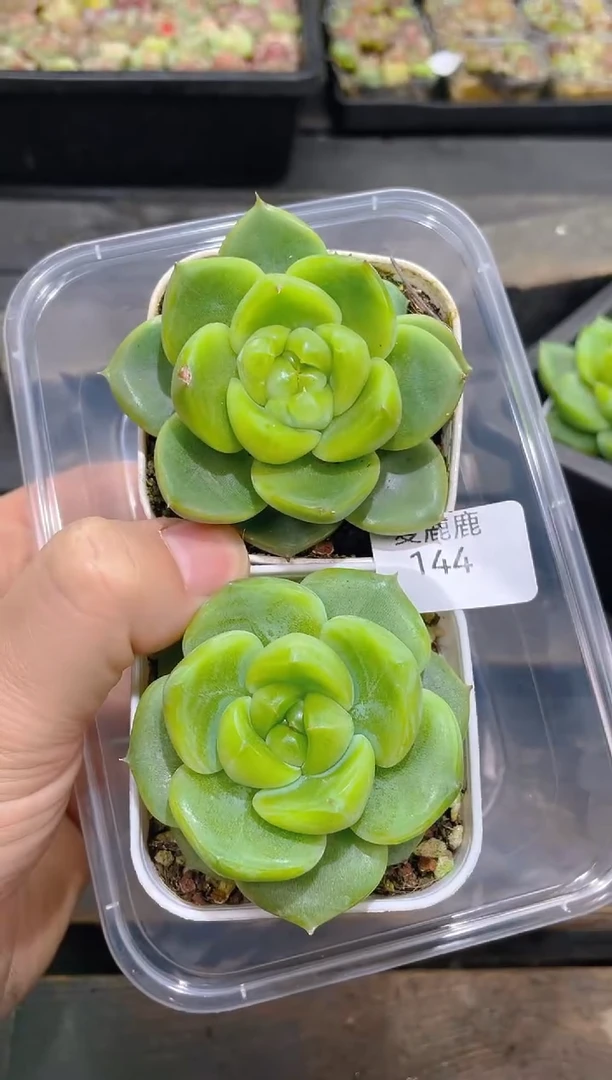 144翡翠珍妮脱土    量拍