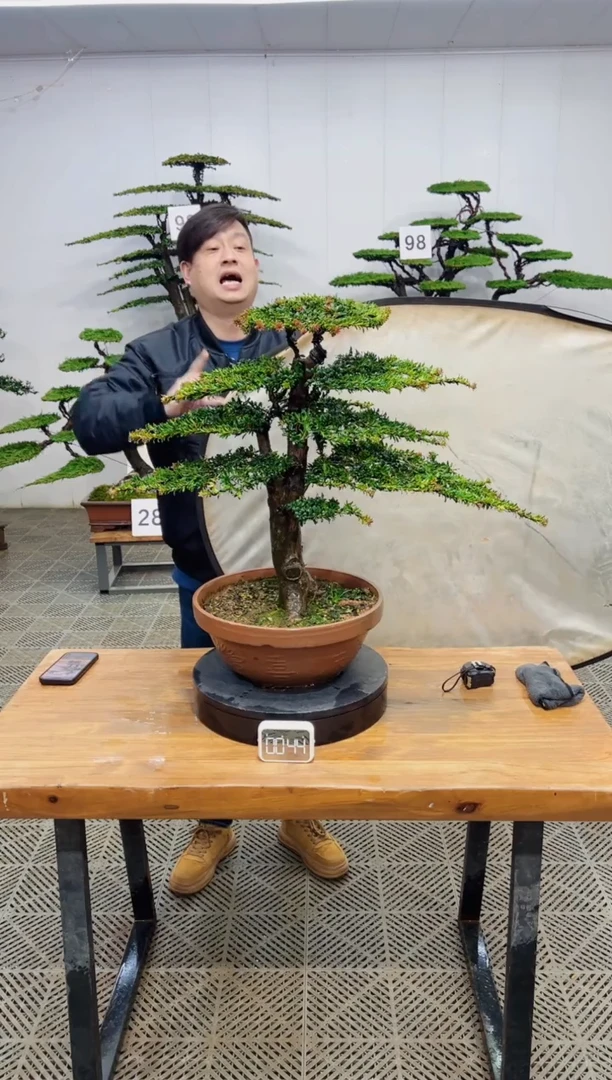 无花朵造型盆景一物一拍