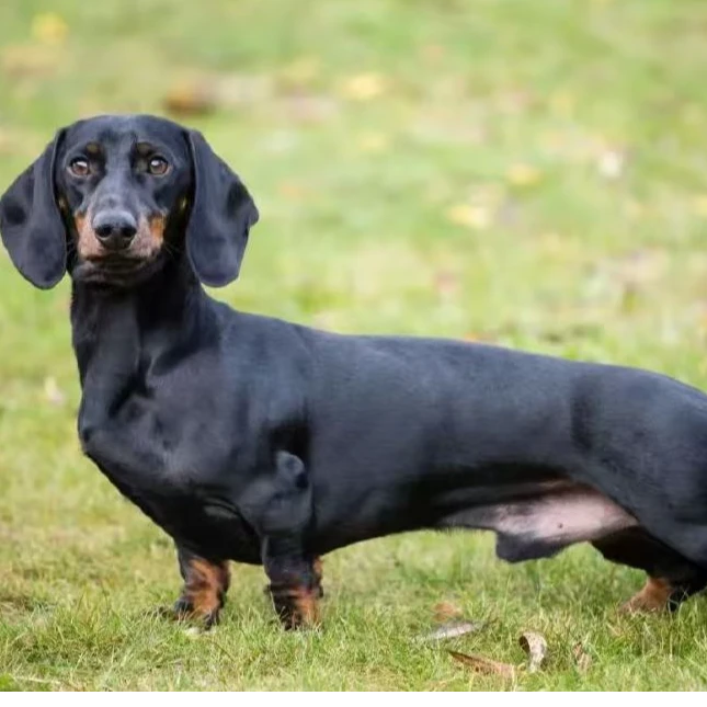 谢家萌宠活体链接