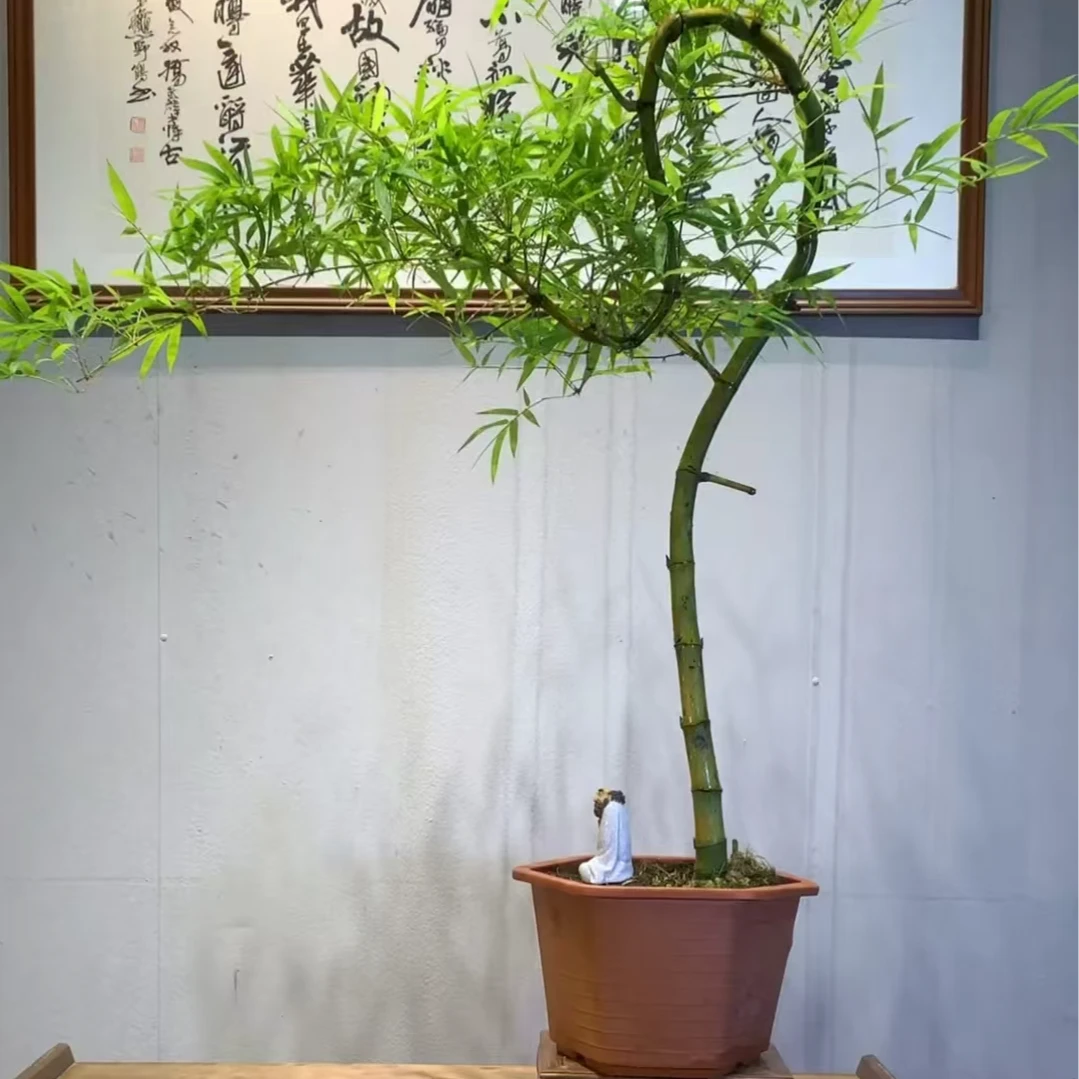 广东湛江原产地小叶簕竹生桩一物一拍 （生桩不 b a o活）