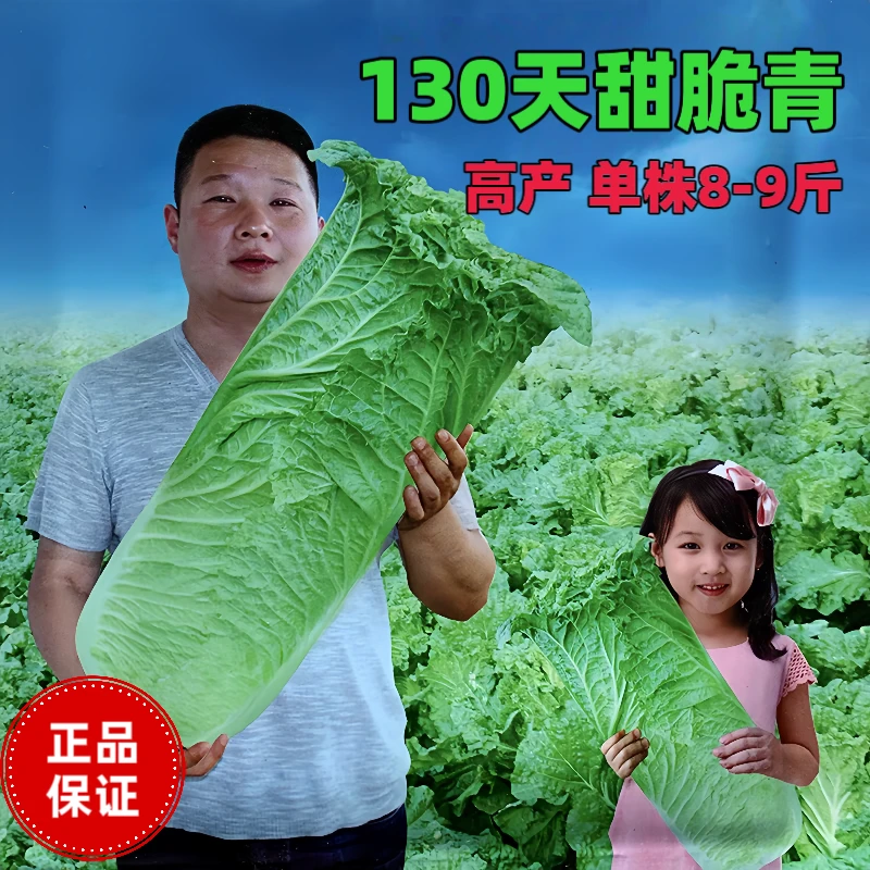 130天甜脆青大白菜大青麻叶白菜种子秋季播种高产快递蔬菜种籽