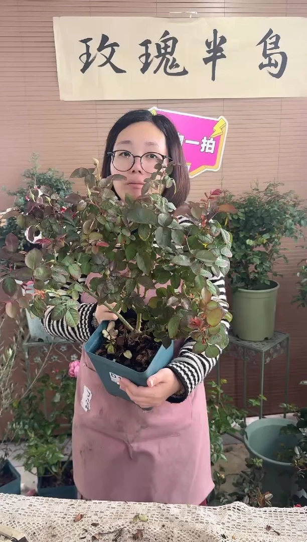 杏苑雪晴1.5加仑根接苗