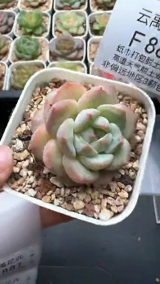 890F云禹多肉植物 默认脱土纸巾打包 3颗包邮