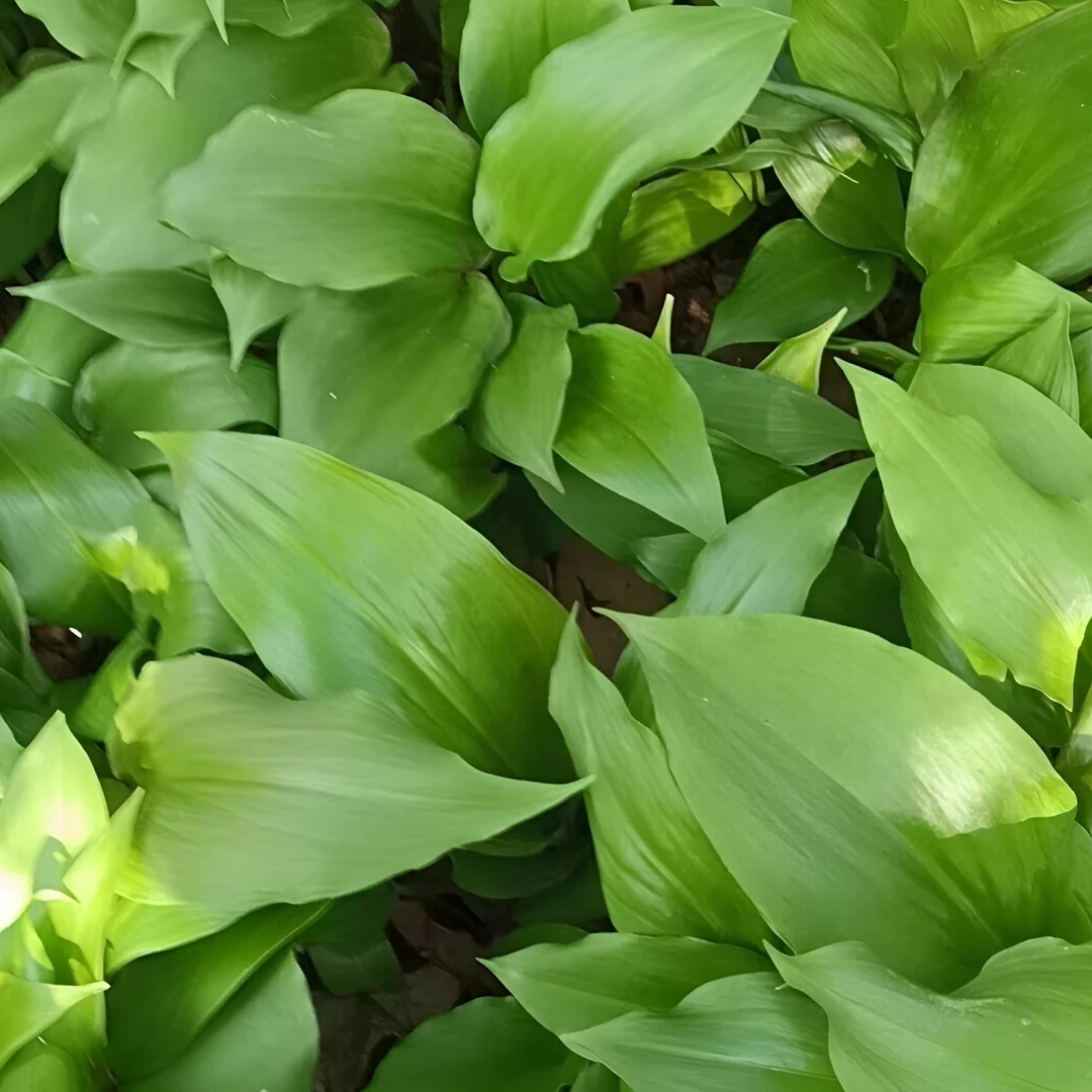 【寒葱种子】四季种植盆栽地栽阳台小院种植