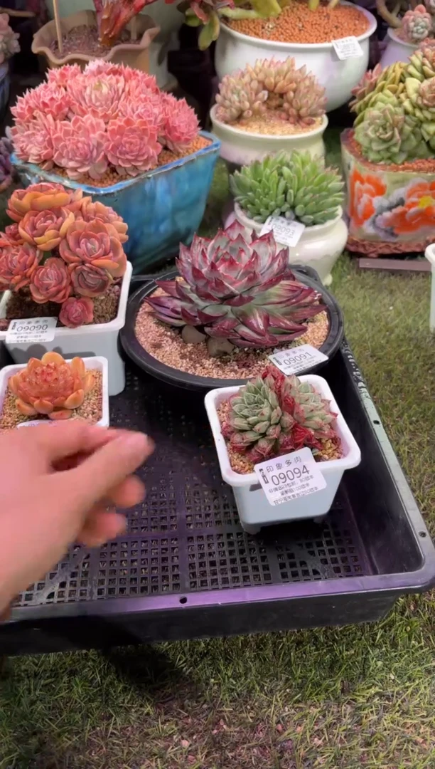 【闪购商品】09094