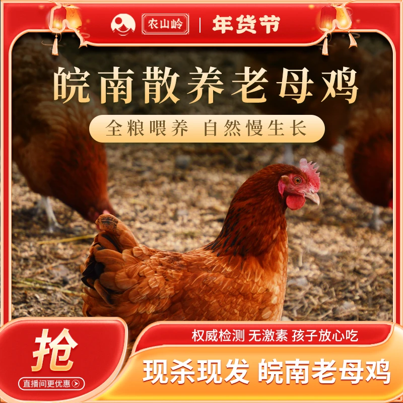 【一只老母鸡】农山岭皖南散养跑山土鸡老母鸡孩子爱吃煲汤鲜美放心