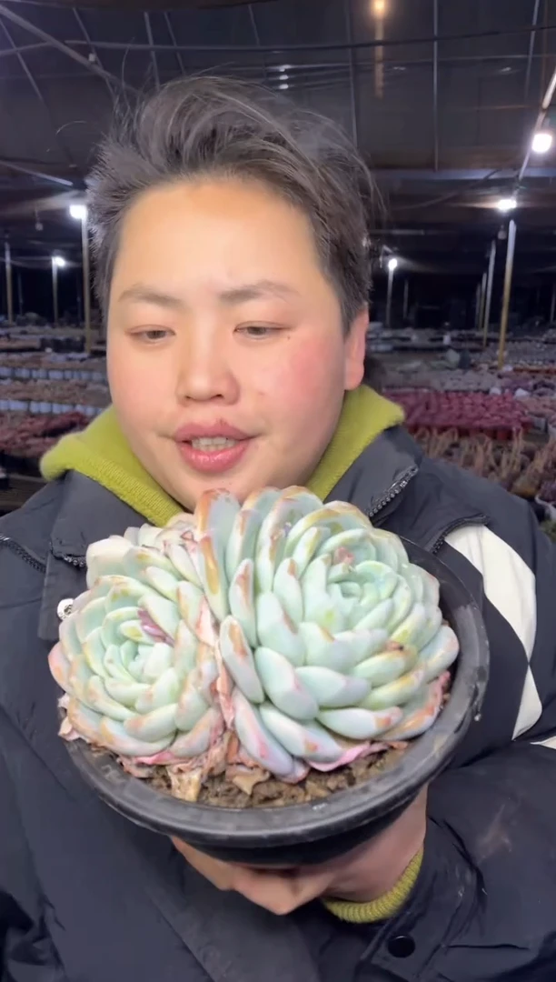 【闪购商品】159-雪媚娘9.99