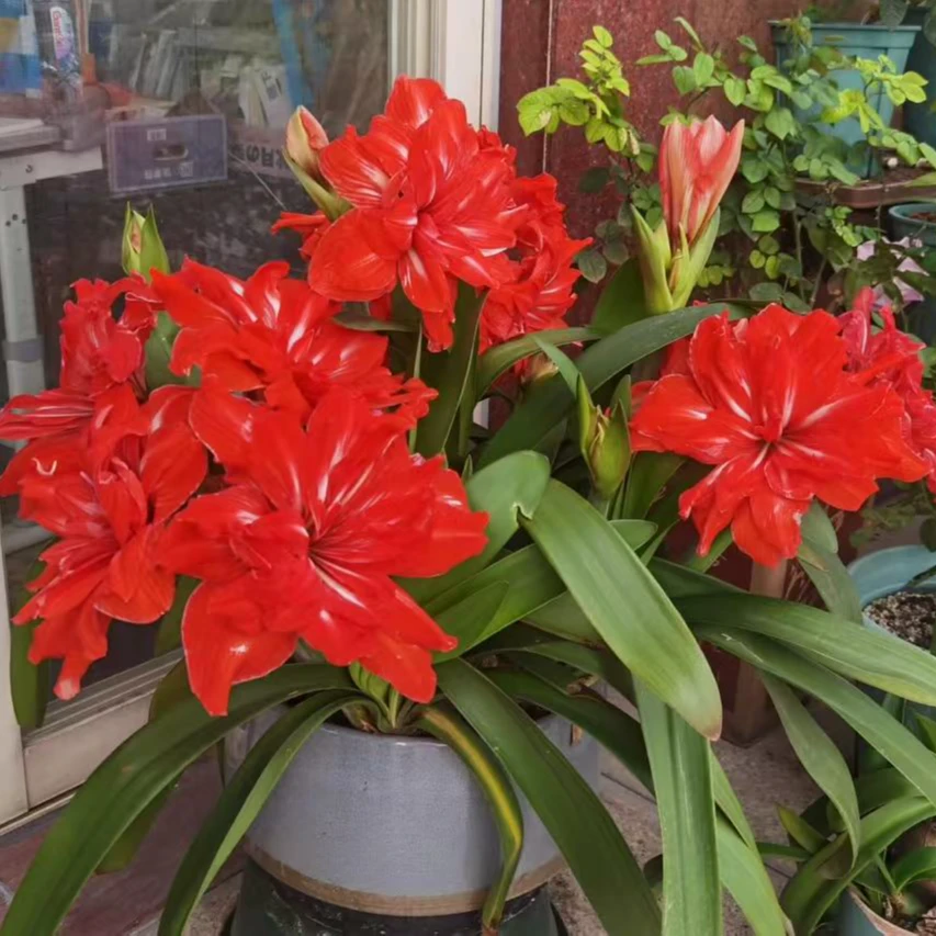 【双重马戏】包对版朱顶红种球重瓣自然球【送肥料】