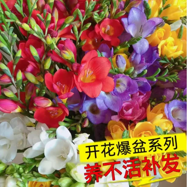 进口香雪兰种球重瓣5颜色混色发10个球