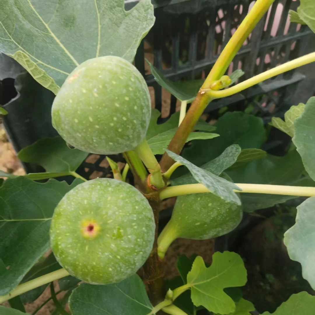 世希无花果树苗果苗带盆带土盆栽地栽四季结果南北方水果能种生长