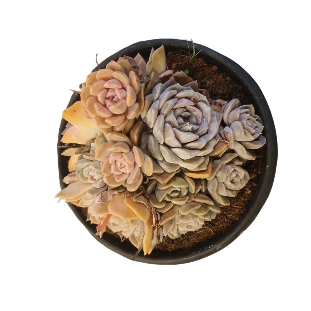 同美多肉园艺  汉堡   多肉植物 以直播间实物为准