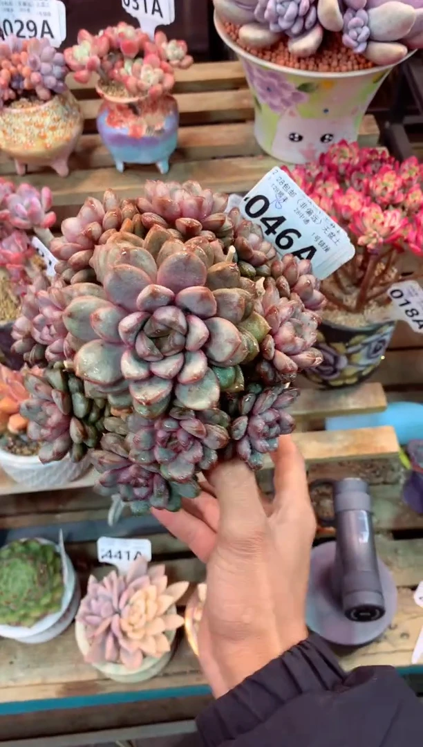 046A（一物一拍，精品多肉，w所见即所得 ）