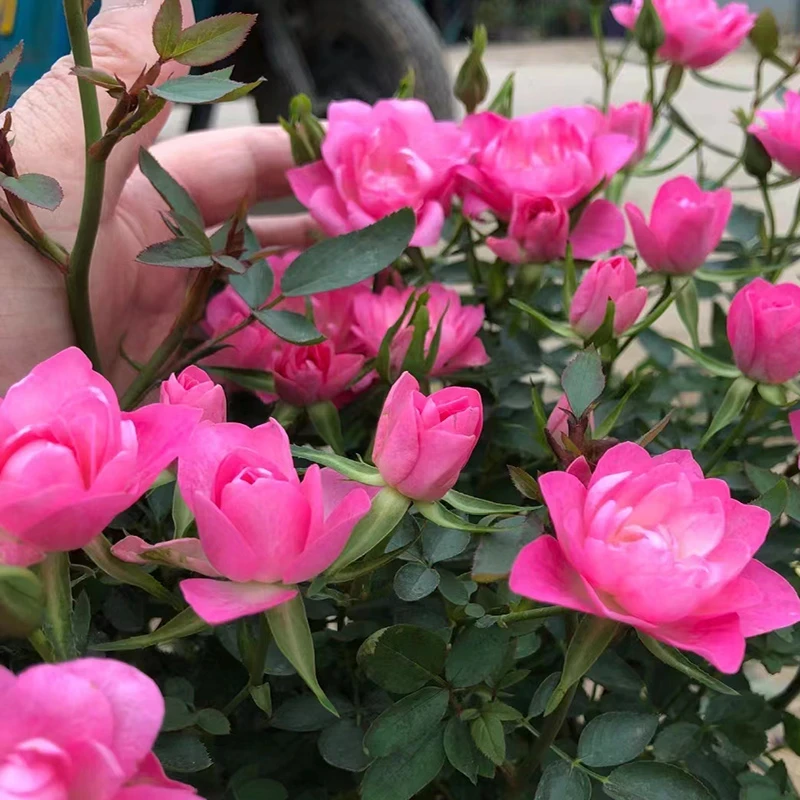 阳台盆栽植物天荷繁星月季花苗多花多头灌木玫瑰多季开花耐寒