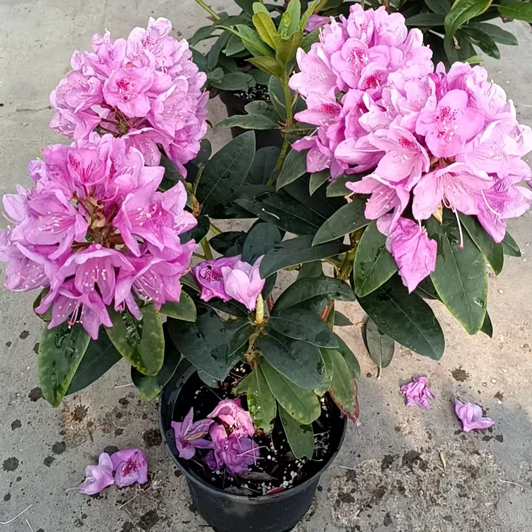 高山杜鹃-安娜 新品福利 基地精选