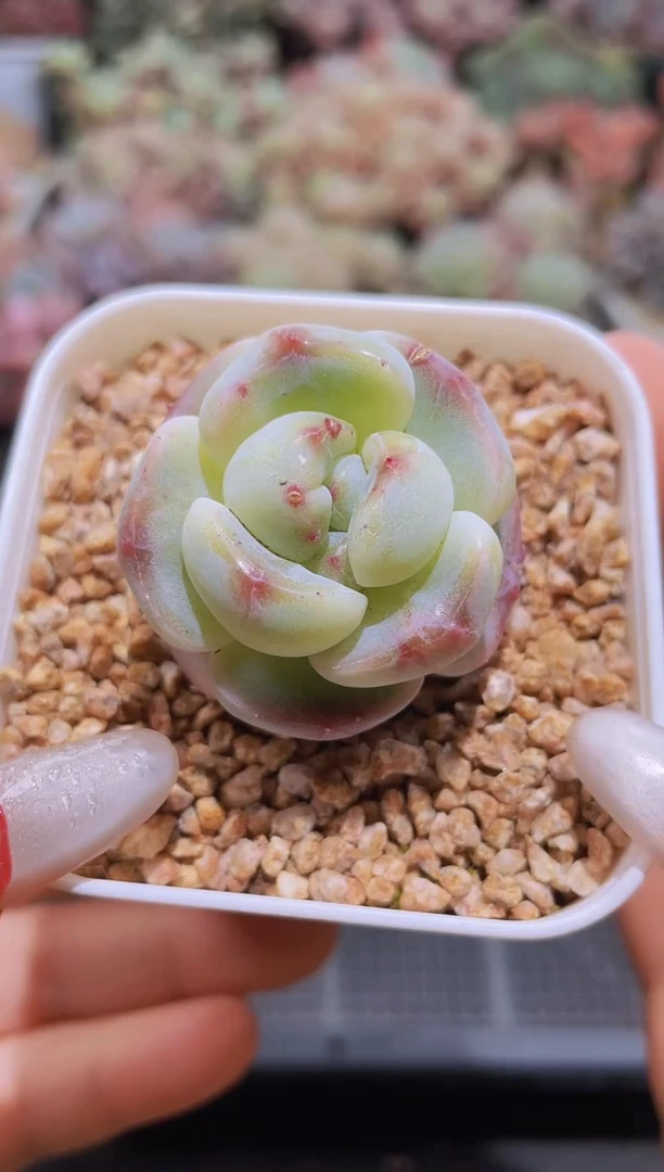 【闪购商品】065刚毅优
