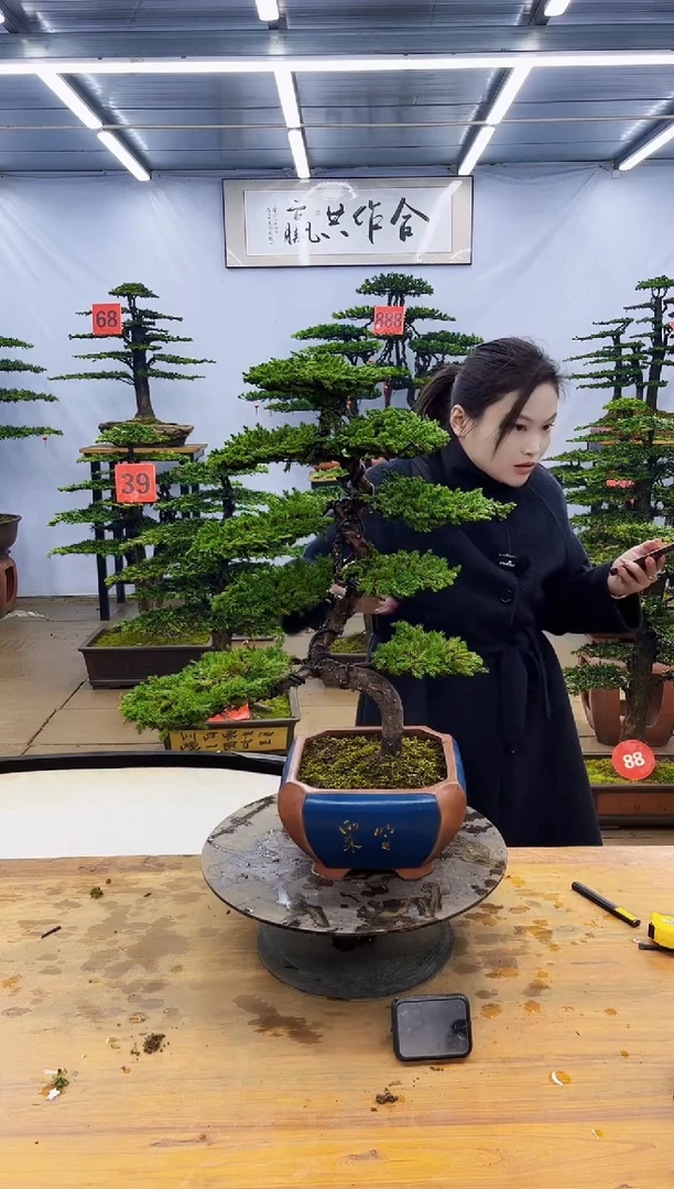 【闪购商品】高端盆景一物一拍，所见即所得