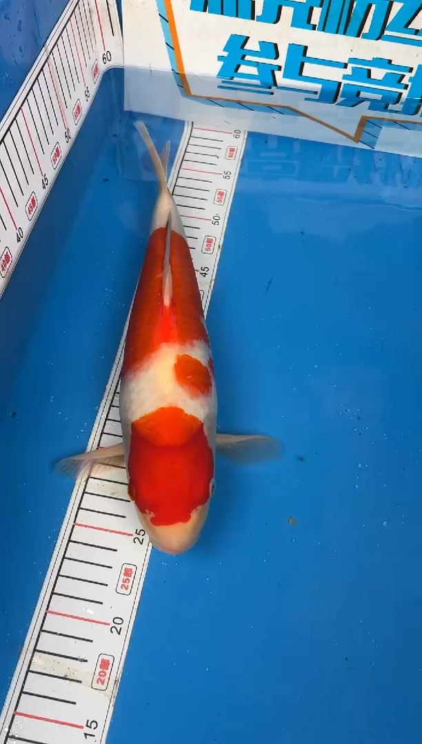 锦鲤老*皮10号锦鲤红白鱼 闪购