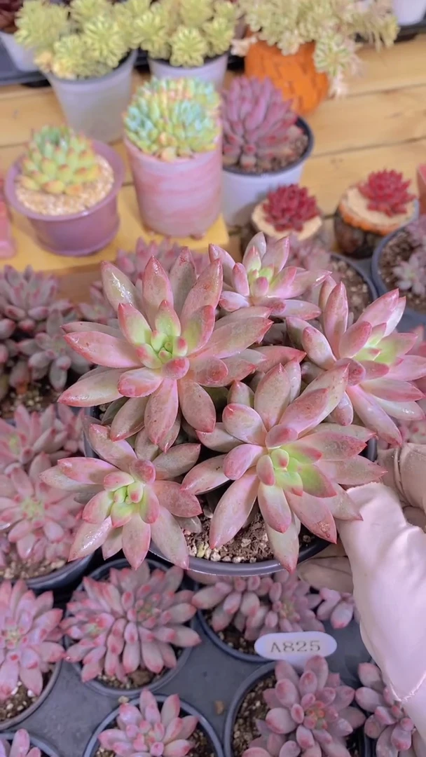 A827-虞美人群5-6头群脱土发默认有砍（量拍）