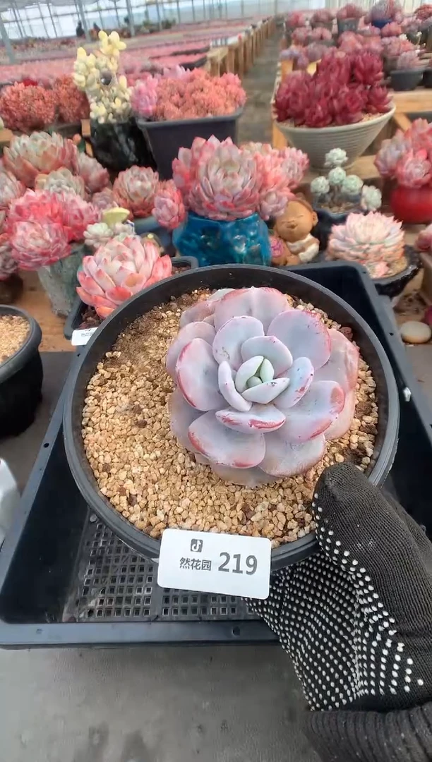 218奶茶多肉植物一物一拍