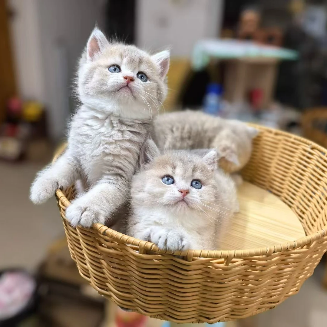 猫咪活体链接（一猫一单）