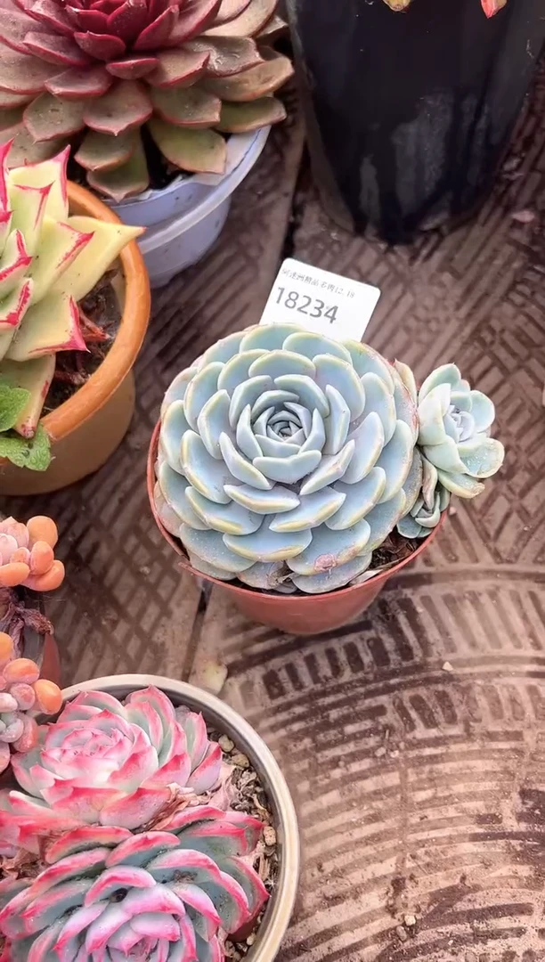 静*?多肉植物一物一拍18234