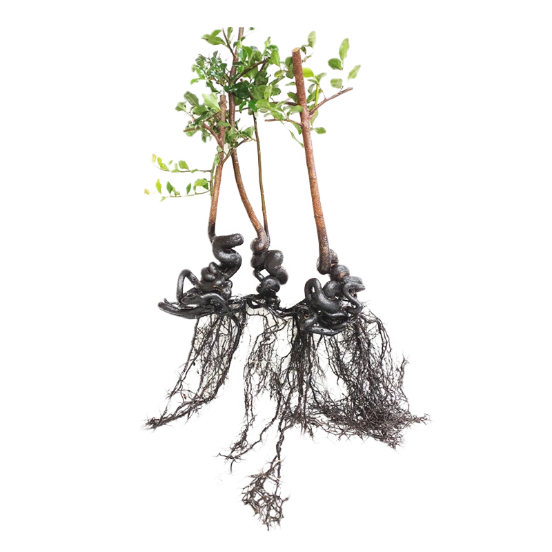 四川灌木弯弯根艺金弹子小悬崖精品树材禅意掌中宝微型提根坨坨