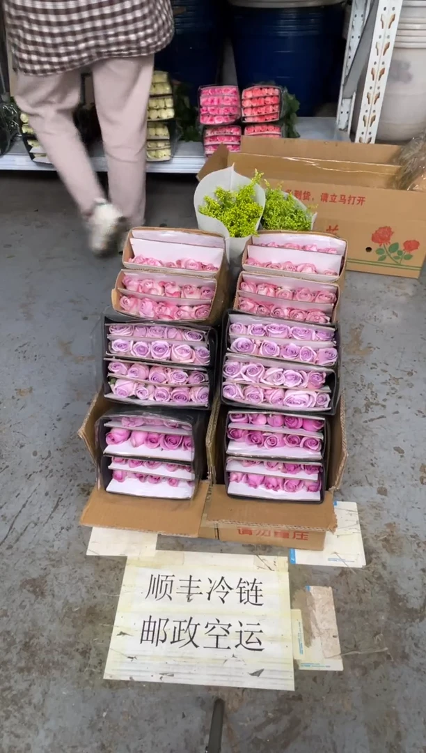 紫霞20枝+海洋之歌20枝+气场20枝+黄莺