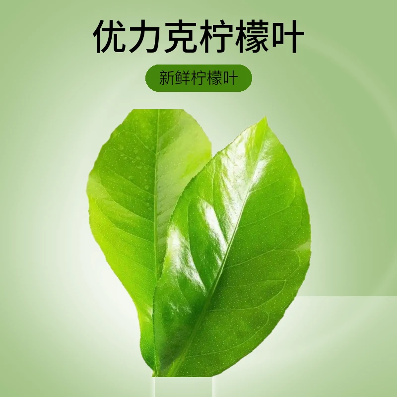 新鲜柠檬叶可用于冬阴功汤火锅鱼生等烹饪配料
