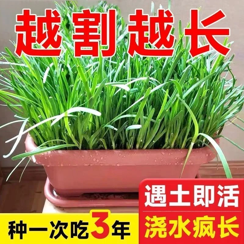 【今年新种】正宗新品紫根韭菜种子宽叶高产红根韭菜种籽耐热抗寒c商品图