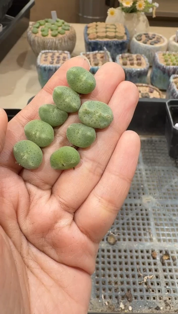 **28-93多肉植物肉锥