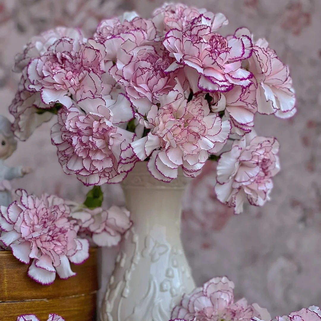 紫精灵（康乃馨），一单中通包邮，两单升级顺丰冷链【十二棠序草花】