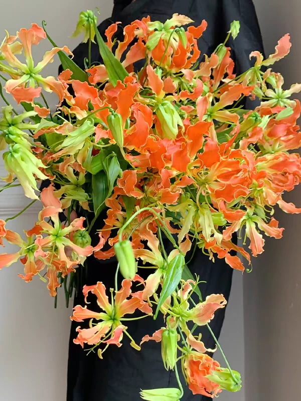 【悠暖花开】嘉兰百合攀援花卉植物现货混色大花多年生好养种球