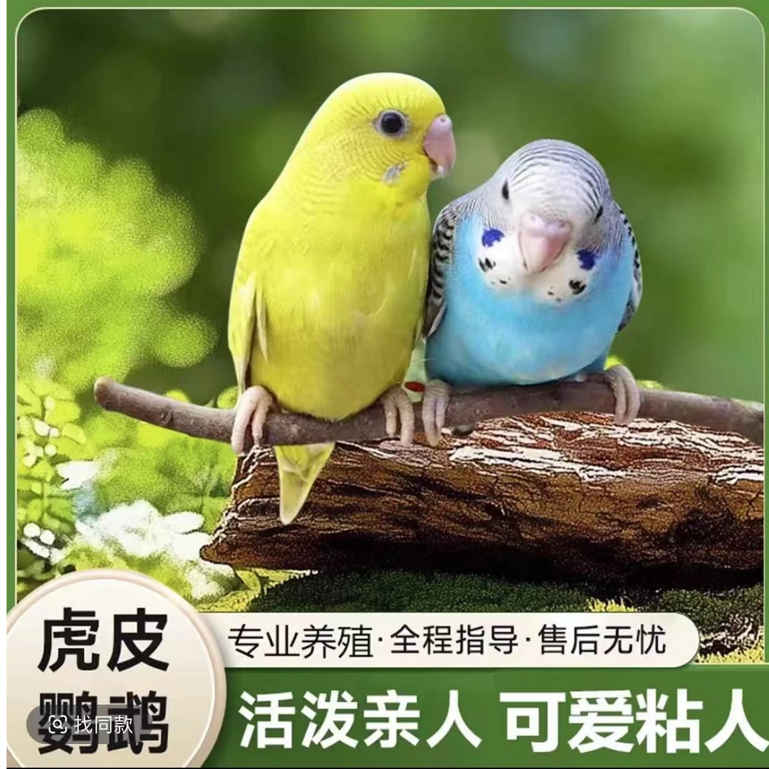 虎皮鹦鹉活鸟宠物鸟手养鹦鹉虎皮鹦鹉