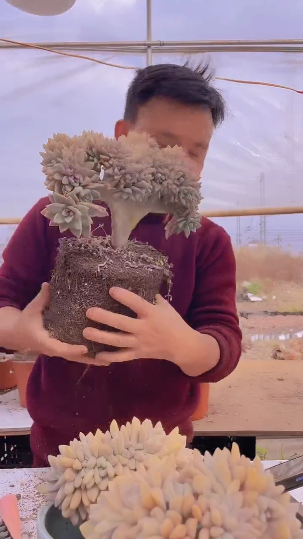 【闪购商品】缀化薇224