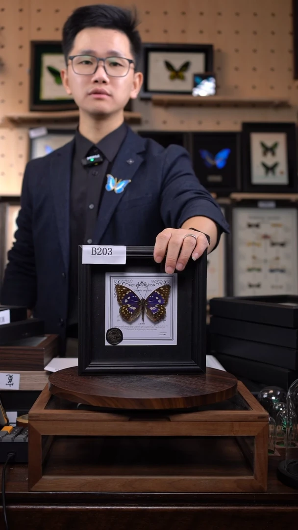 虚*蝴蝶标本摆件竞拍b203