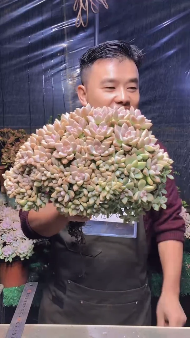 134淡雪缀化（一物一拍）