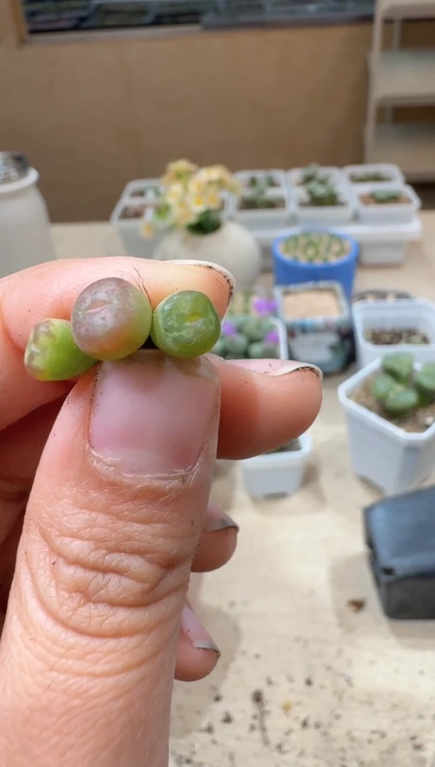 傻**蕊10-160多肉植物肉锥