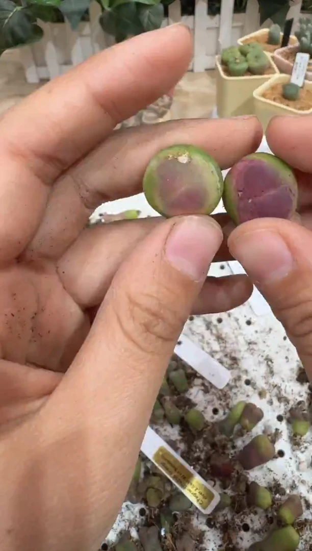 左*29-102多肉植物肉锥