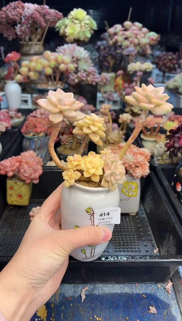 【闪购商品】414不带盆