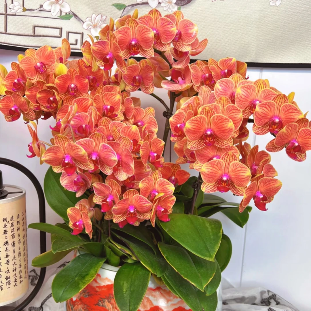 双花剑《吉利》蝴蝶兰 3-4个月花期 带花带苞 基地直发
