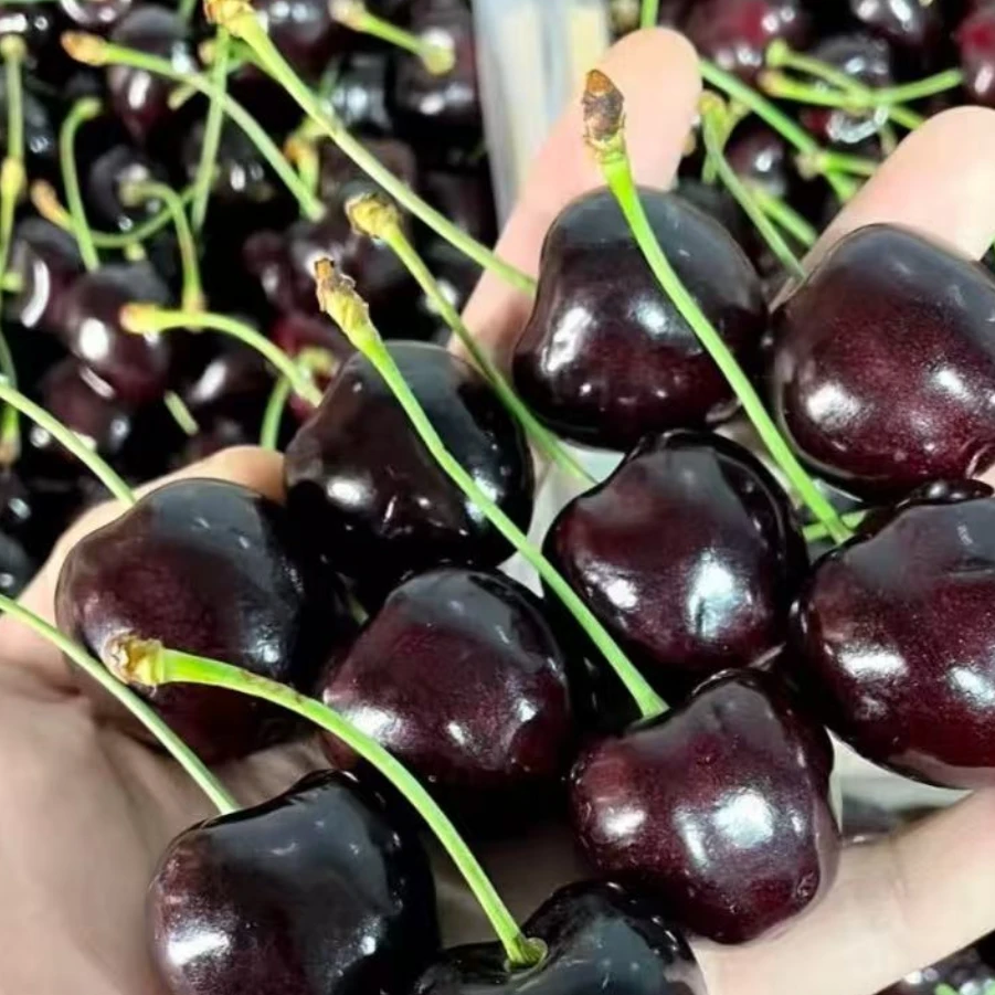 6a【科迪亚1JD-4JD】智利现货海运车厘子新鲜5斤原箱 内附果径卡